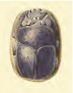 8. Heart Scarab of Yuya, photo from Davis, 'Tomb of louiya', pl. XLIII